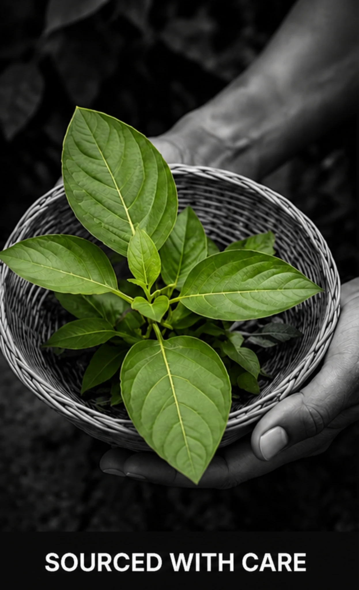 NutraMarck carefully sourced botanical ingredients